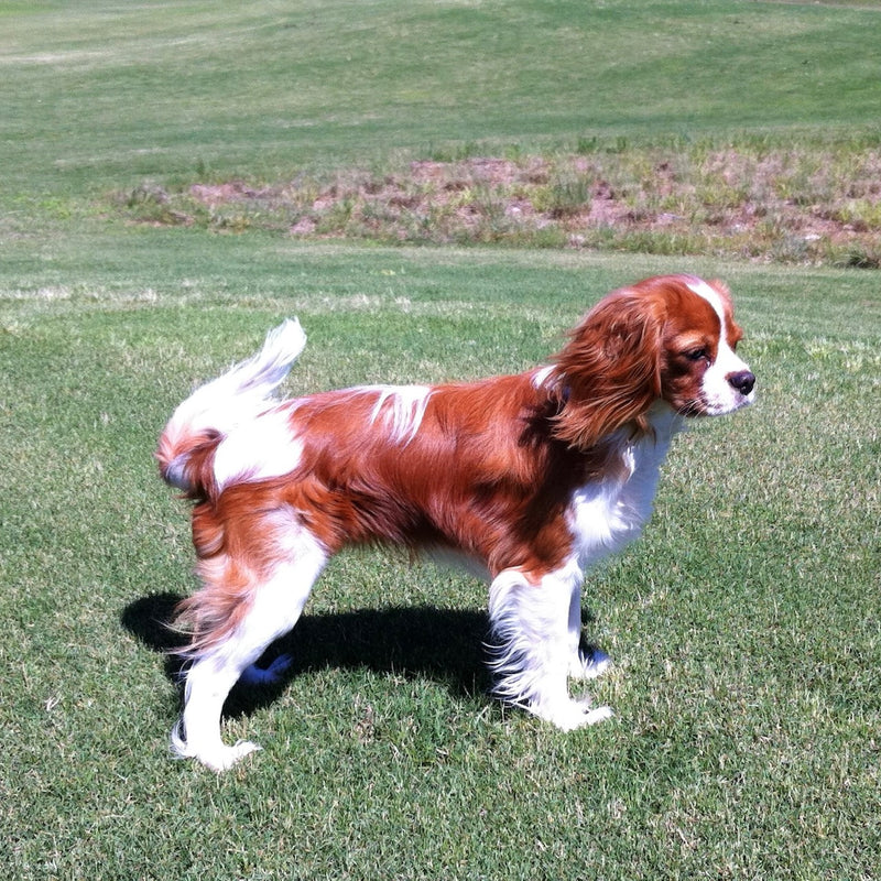 Cavalier King Charles Spaniel