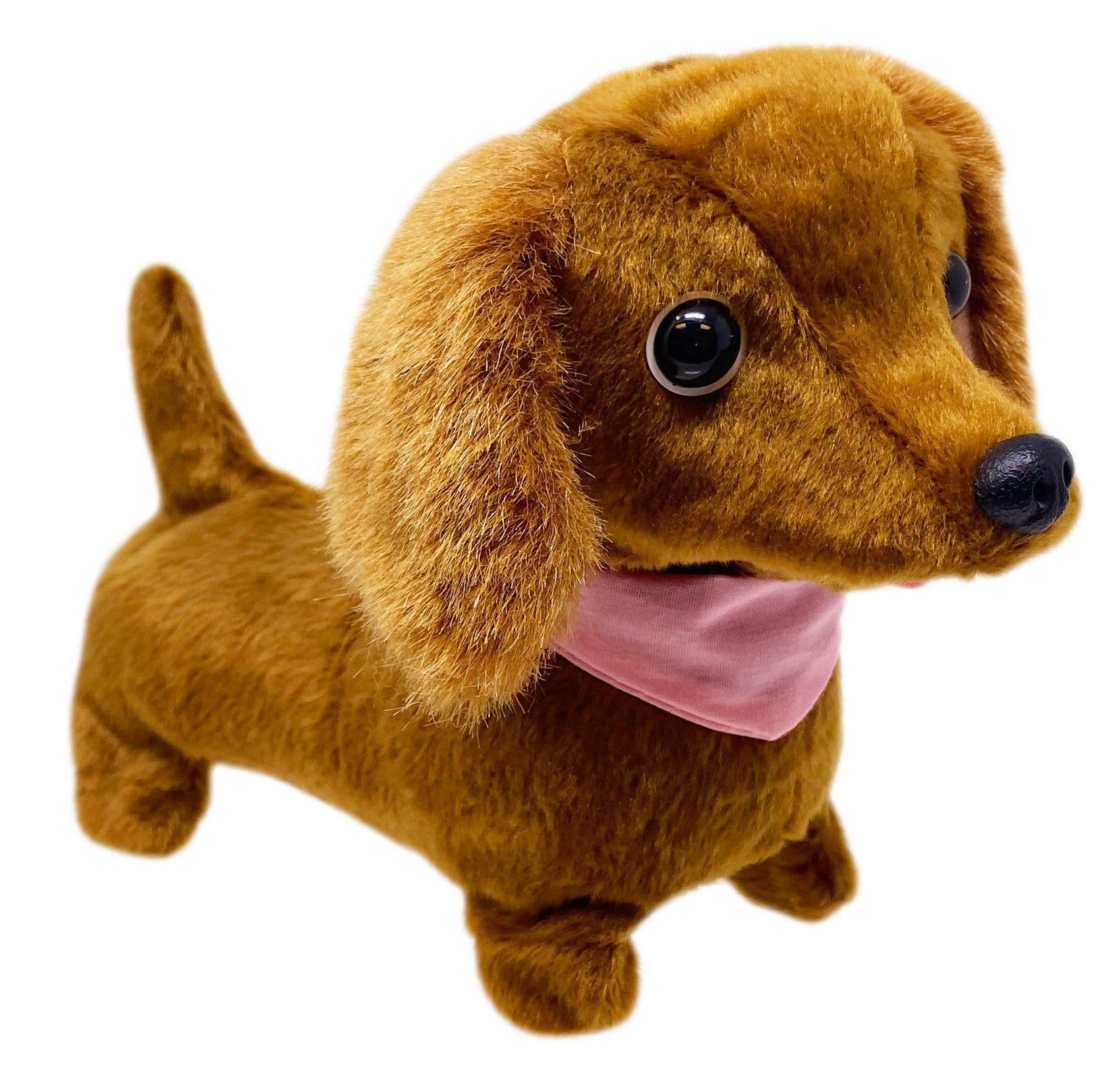 Dottie the Walking Dachshund Dog